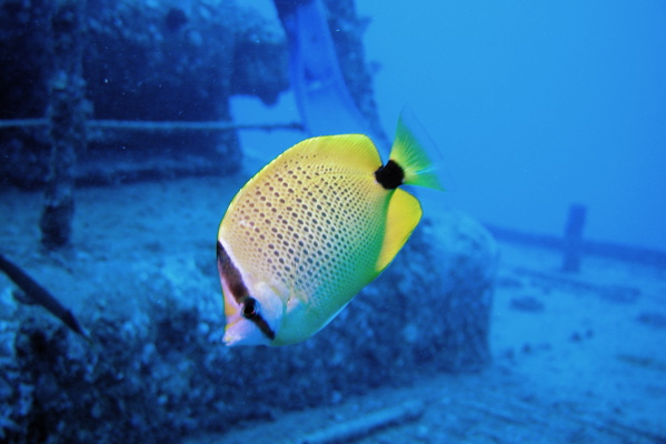 Milletseed Butterflyfish