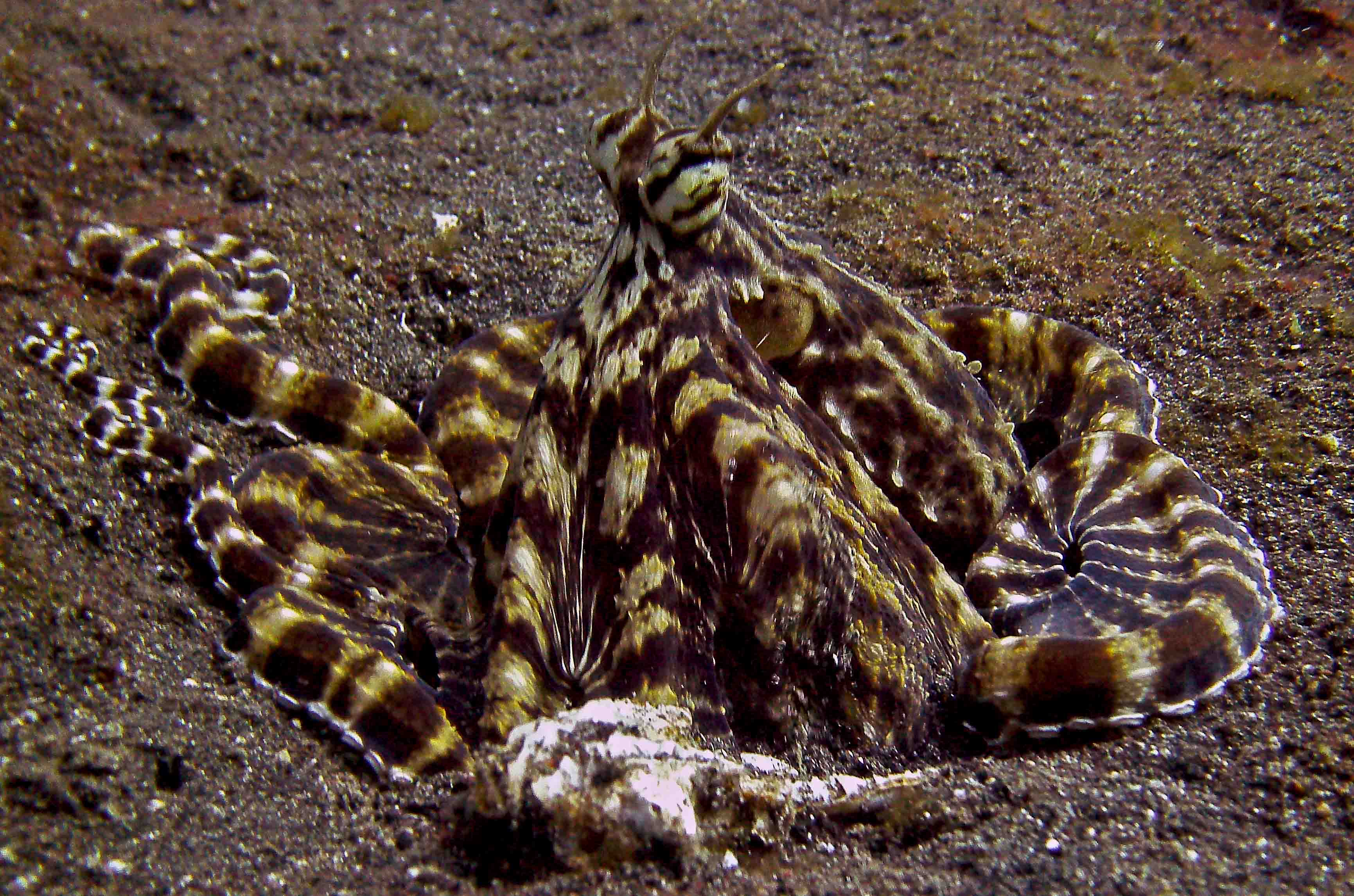 Mimic Octopus In Lembeh