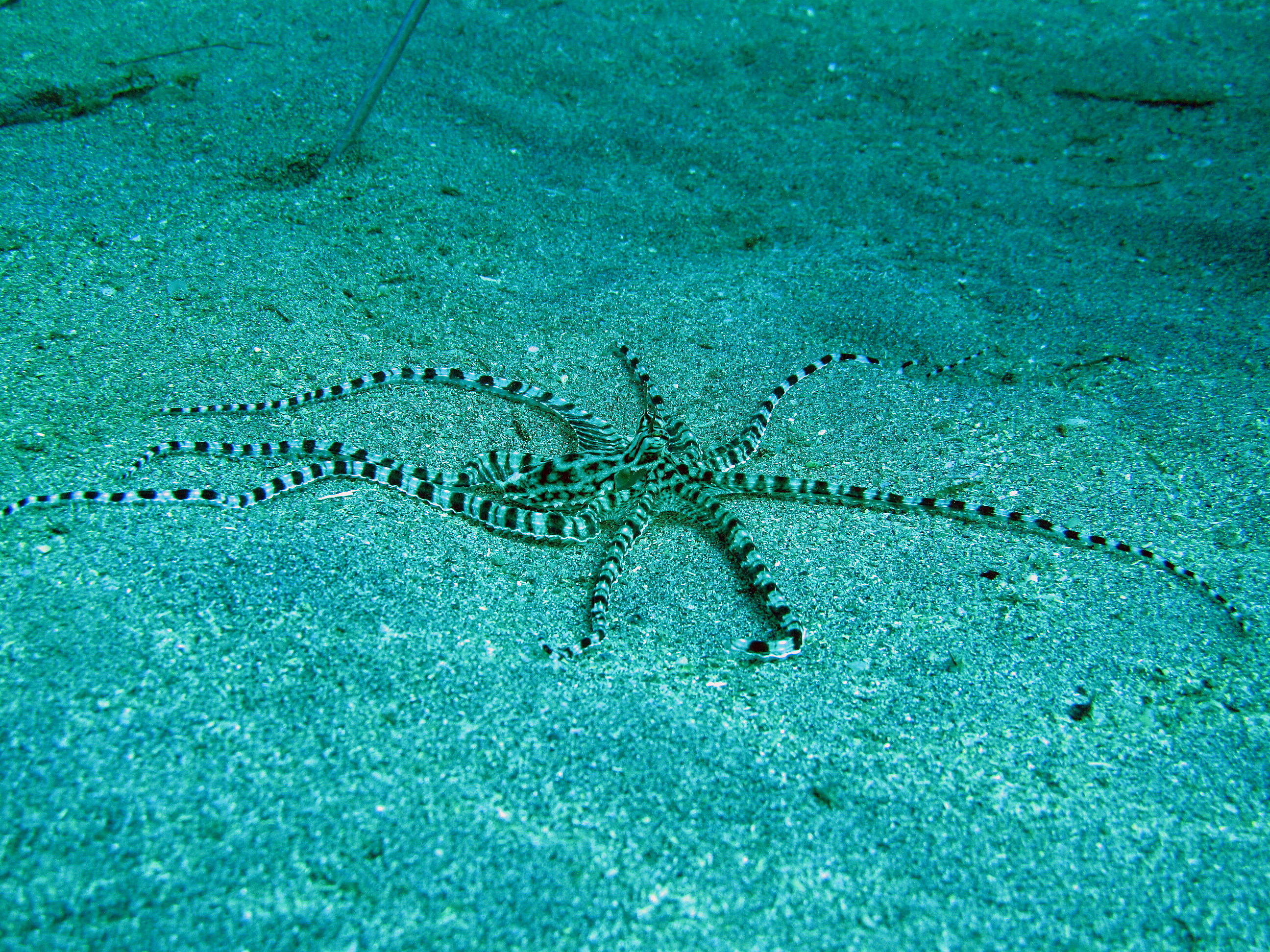 Mimick octopus Manado bay