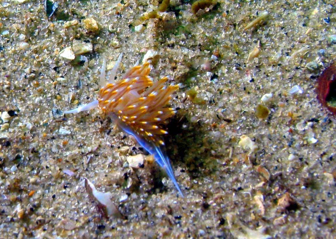 mini nudi