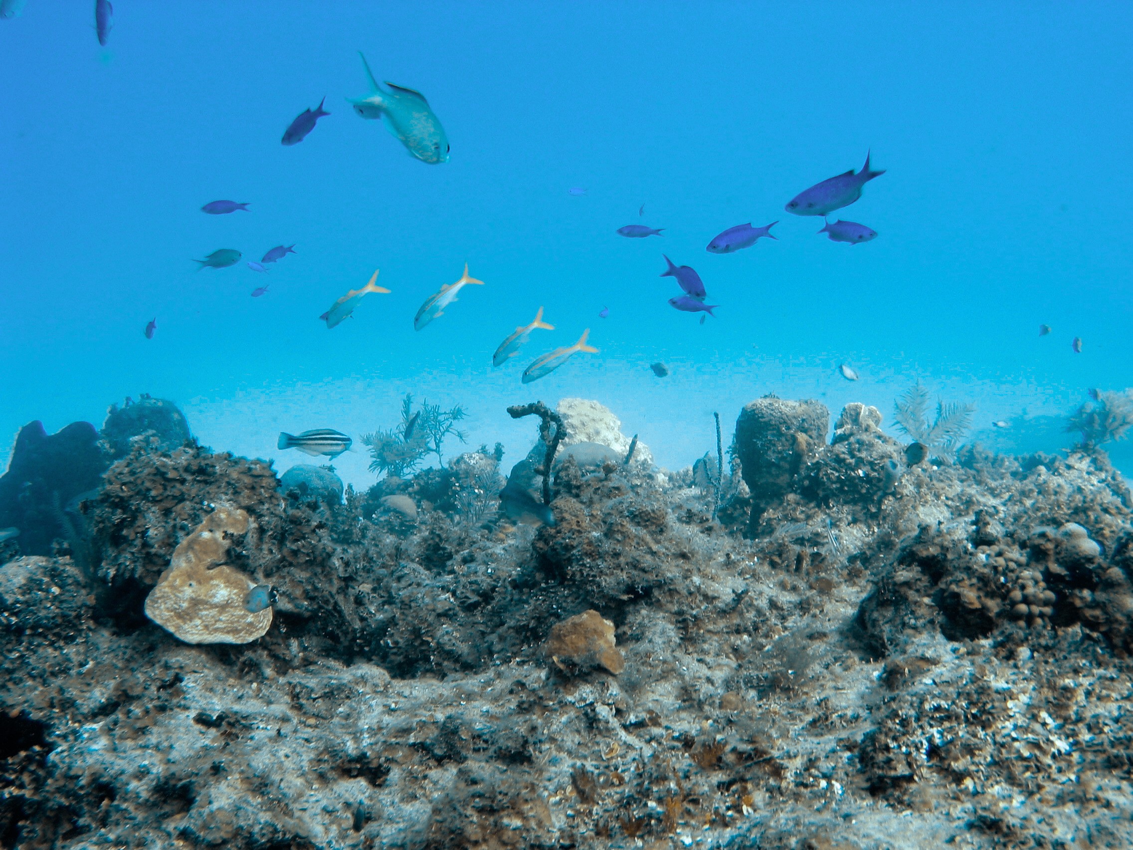 misc_fish_2_basket_reef_Jamaica_11-05