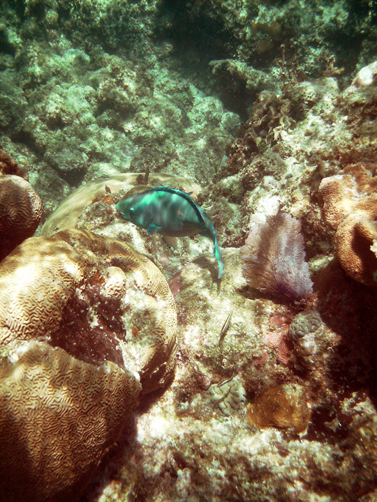 miscparrotfish