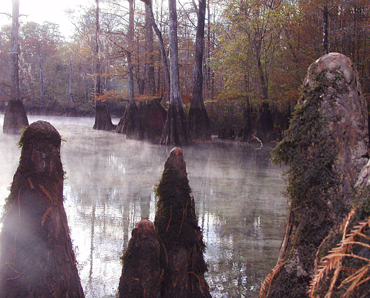 Misty knees - Morrison Springs