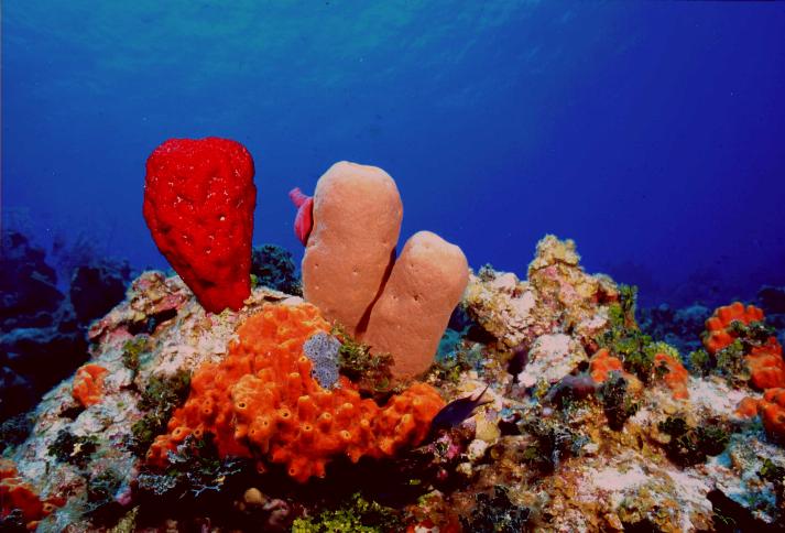 Mixed sponges