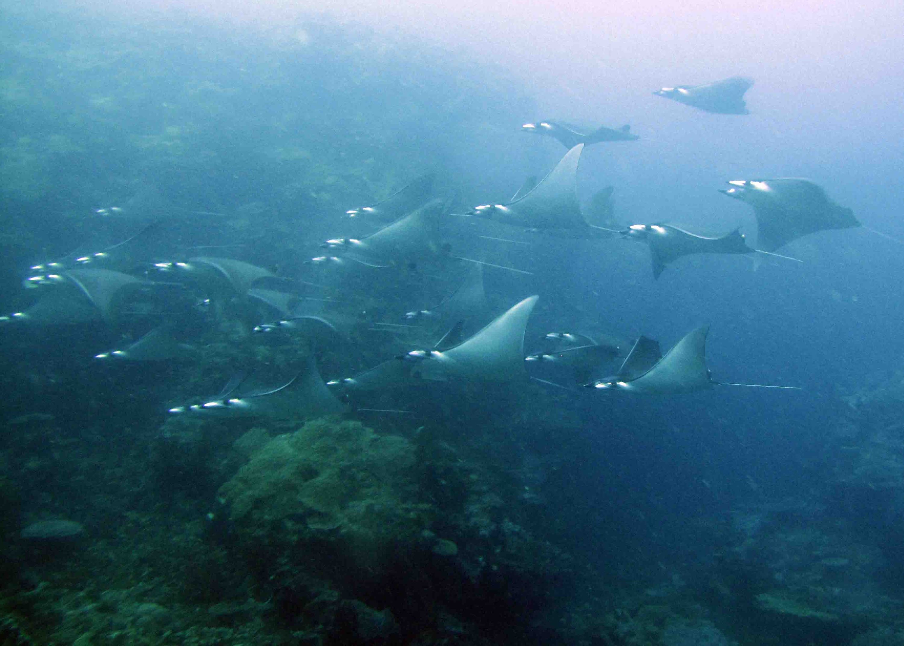 Mobulas at Tanavalu
