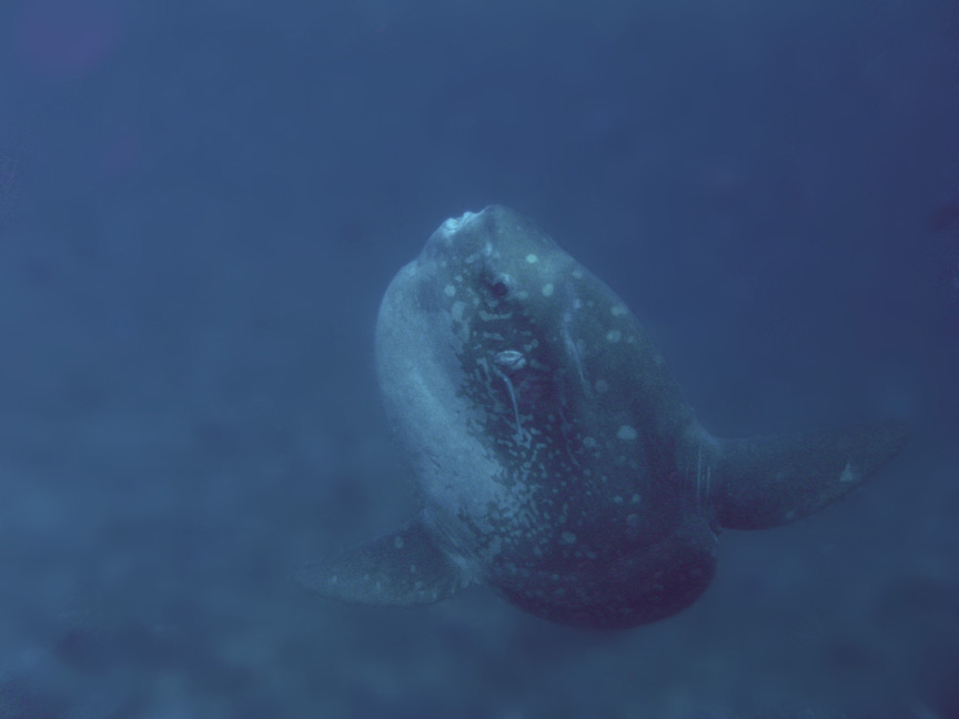 Mola Mola