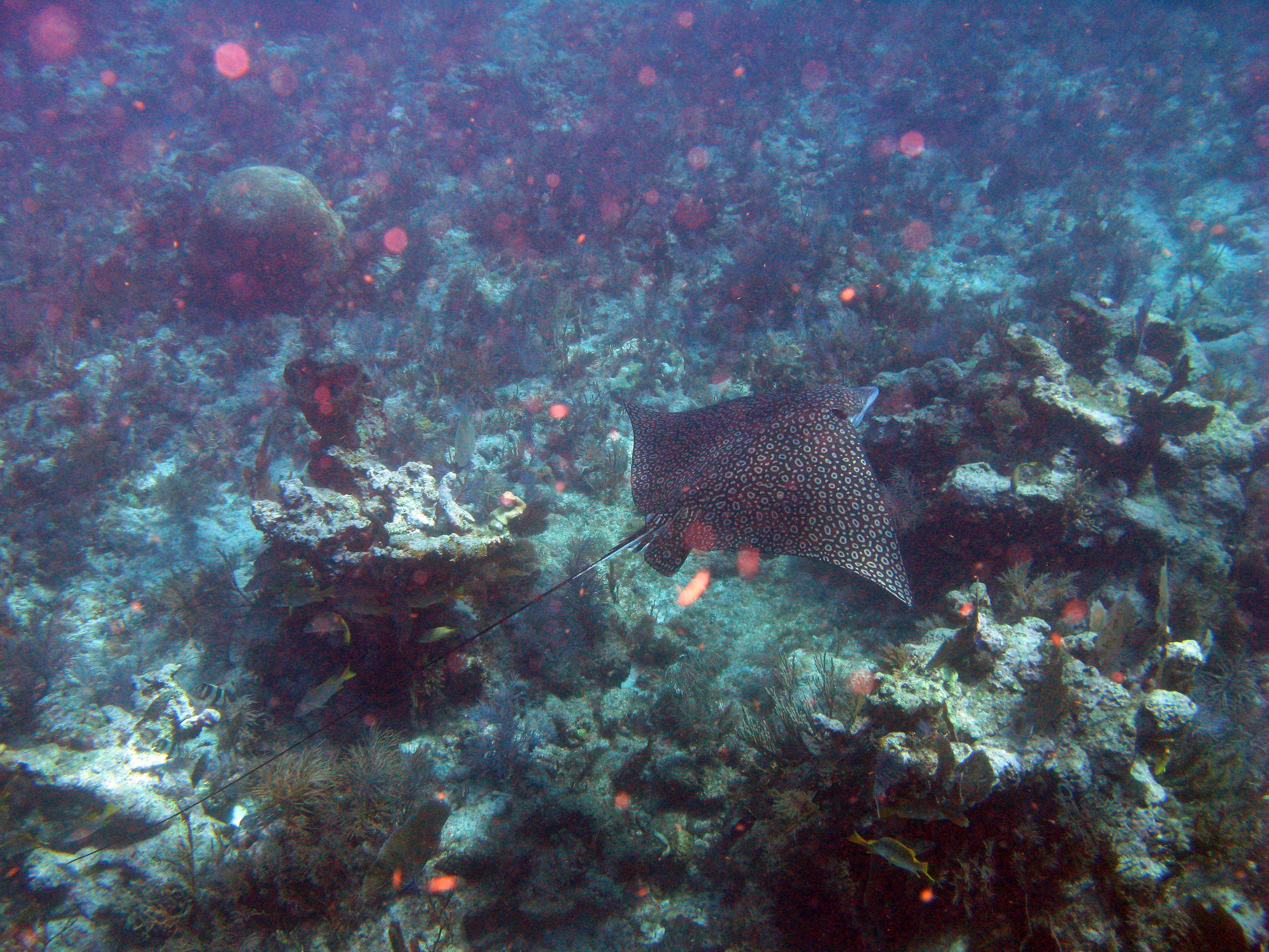 Molasses & French Reef Key Largo