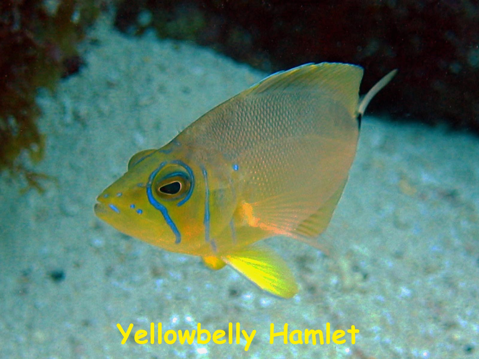 Molasses Reef, Key Largo, FL