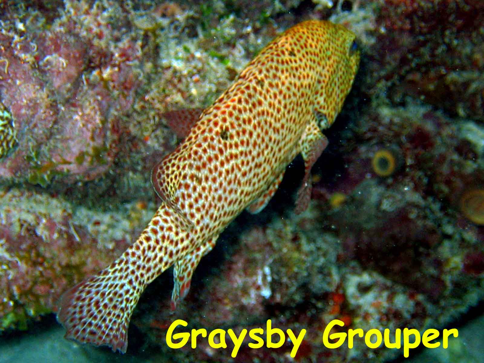 Molasses Reef, Key Largo, FL