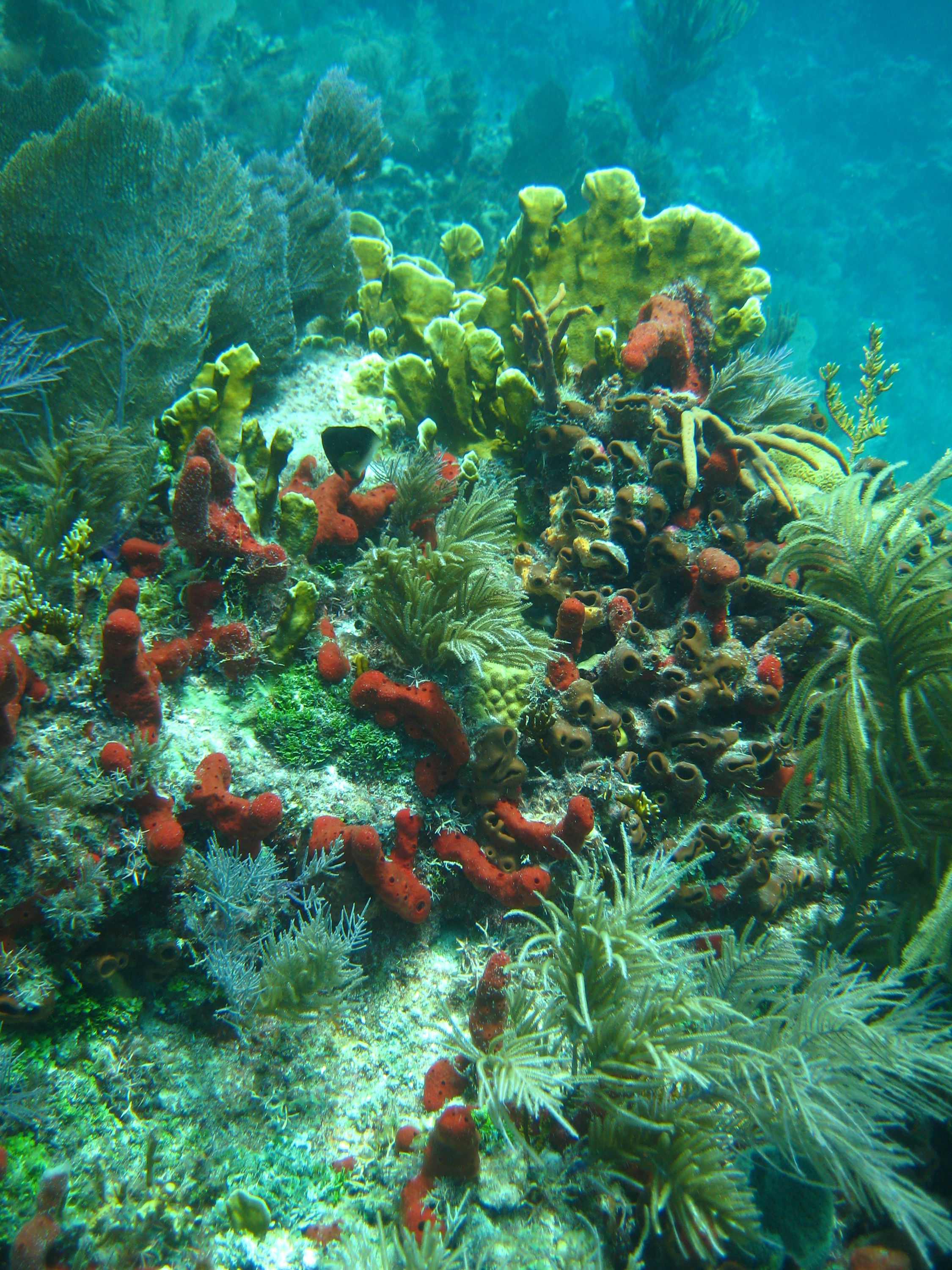 Molasses Reef