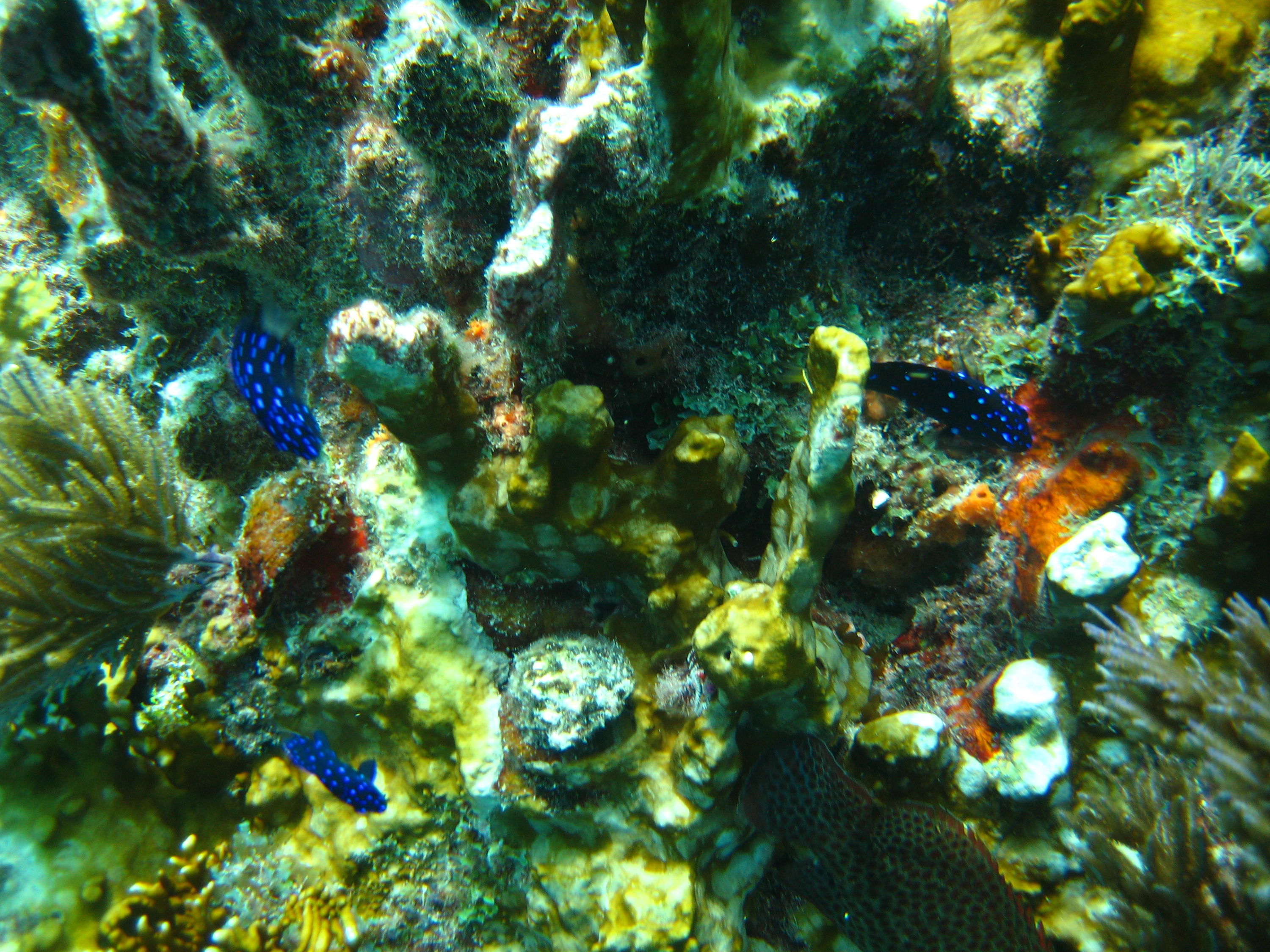 Molasses Reef