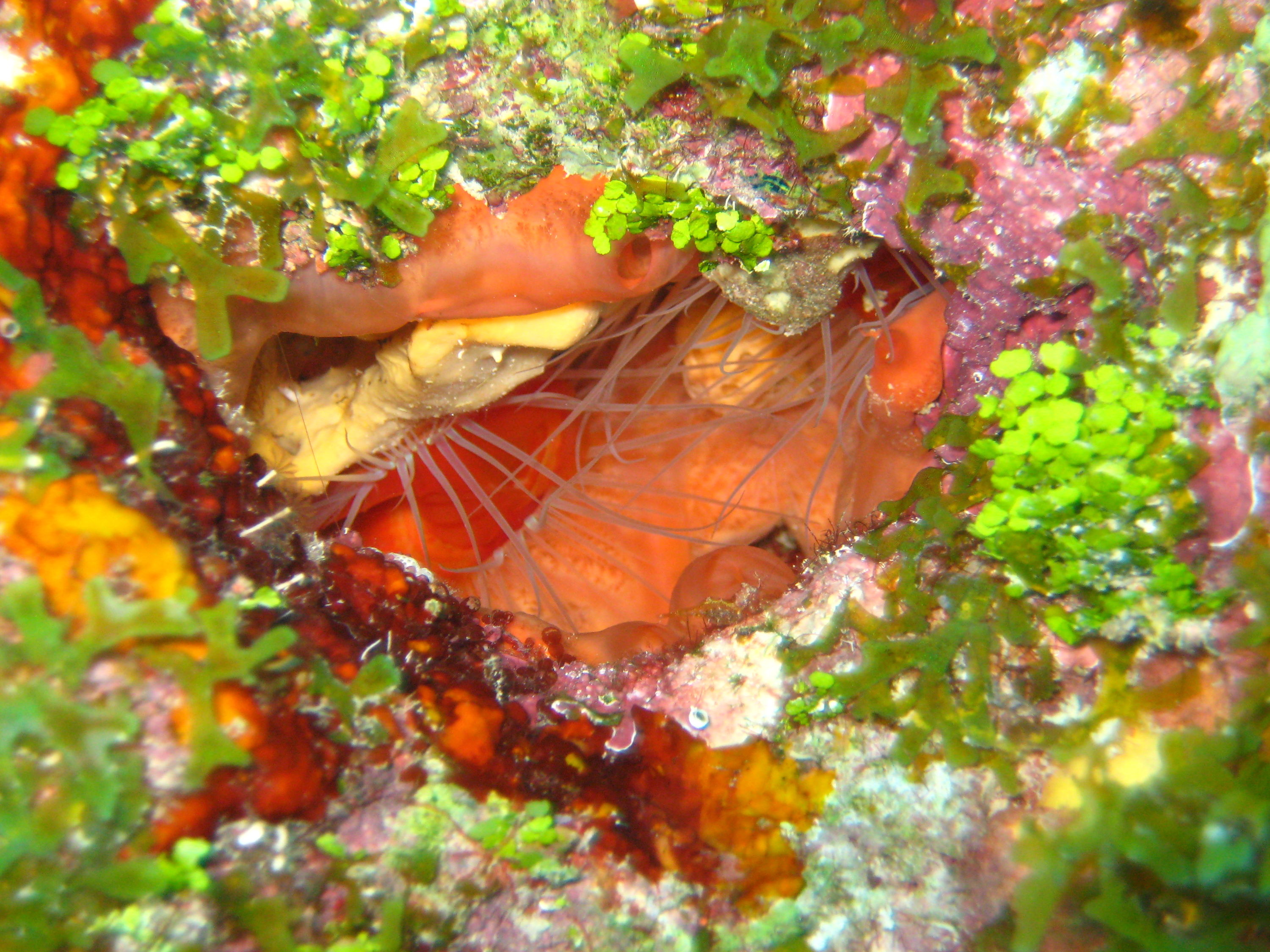 Molasses Reef