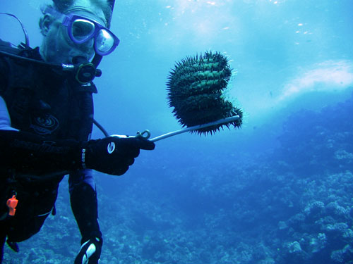 Molokini Dive