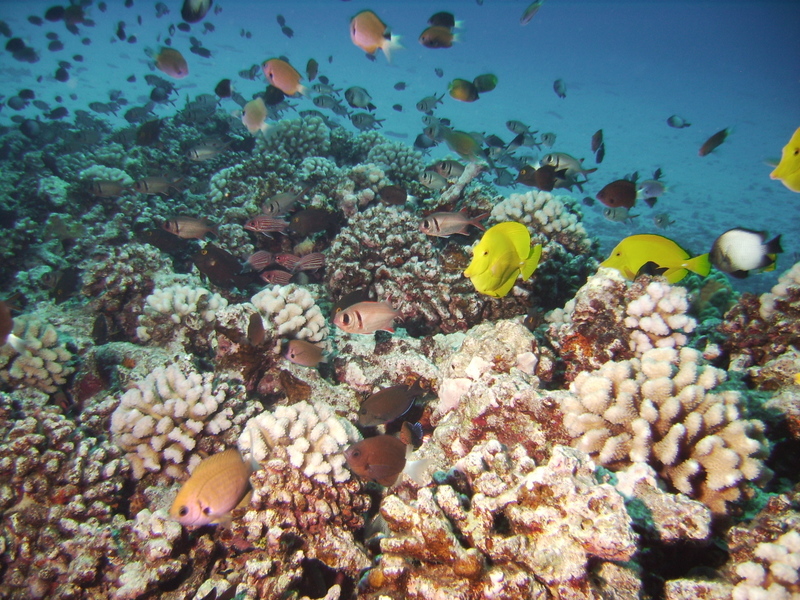 Molokini reef