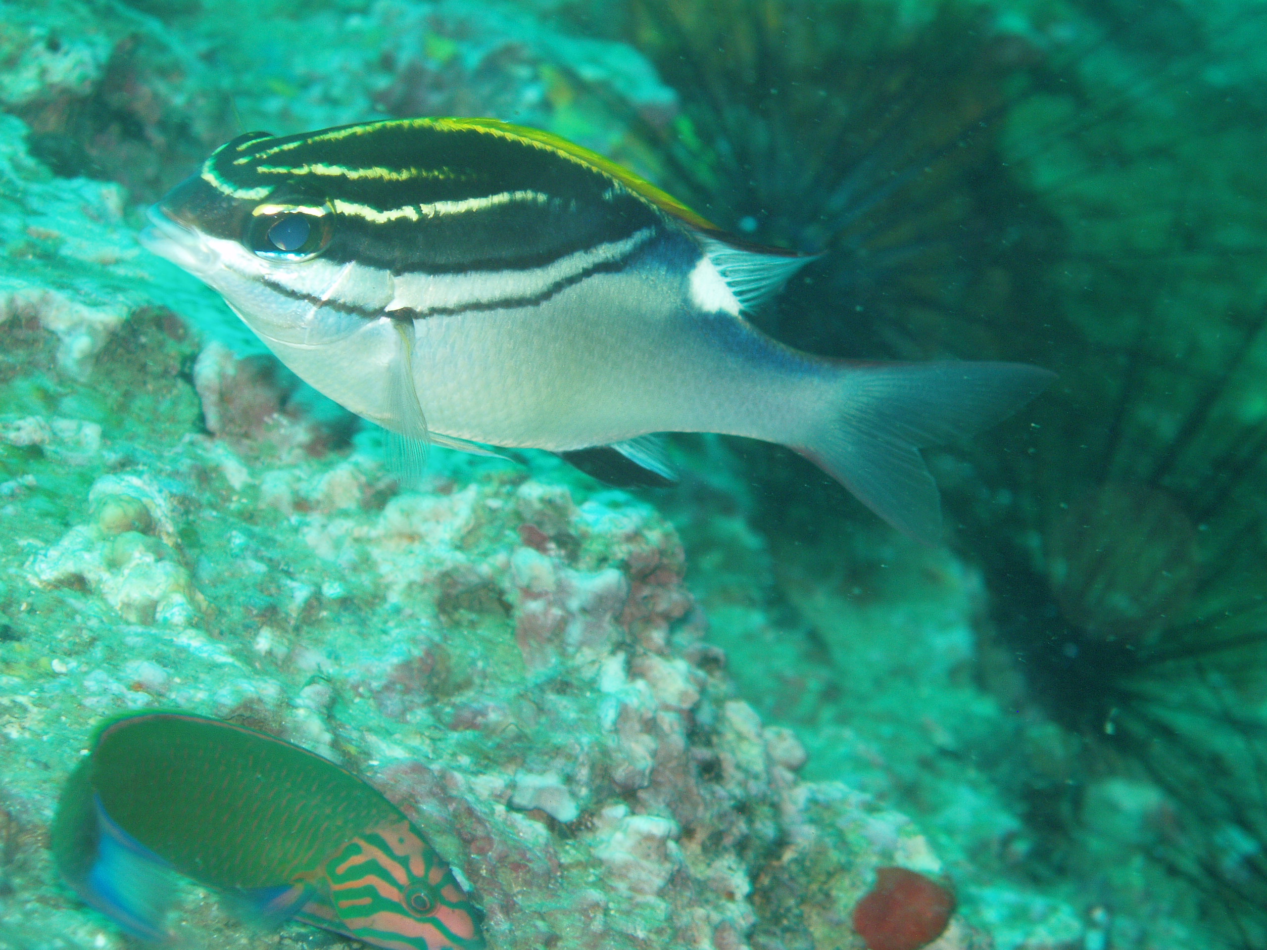 monacle beam fish