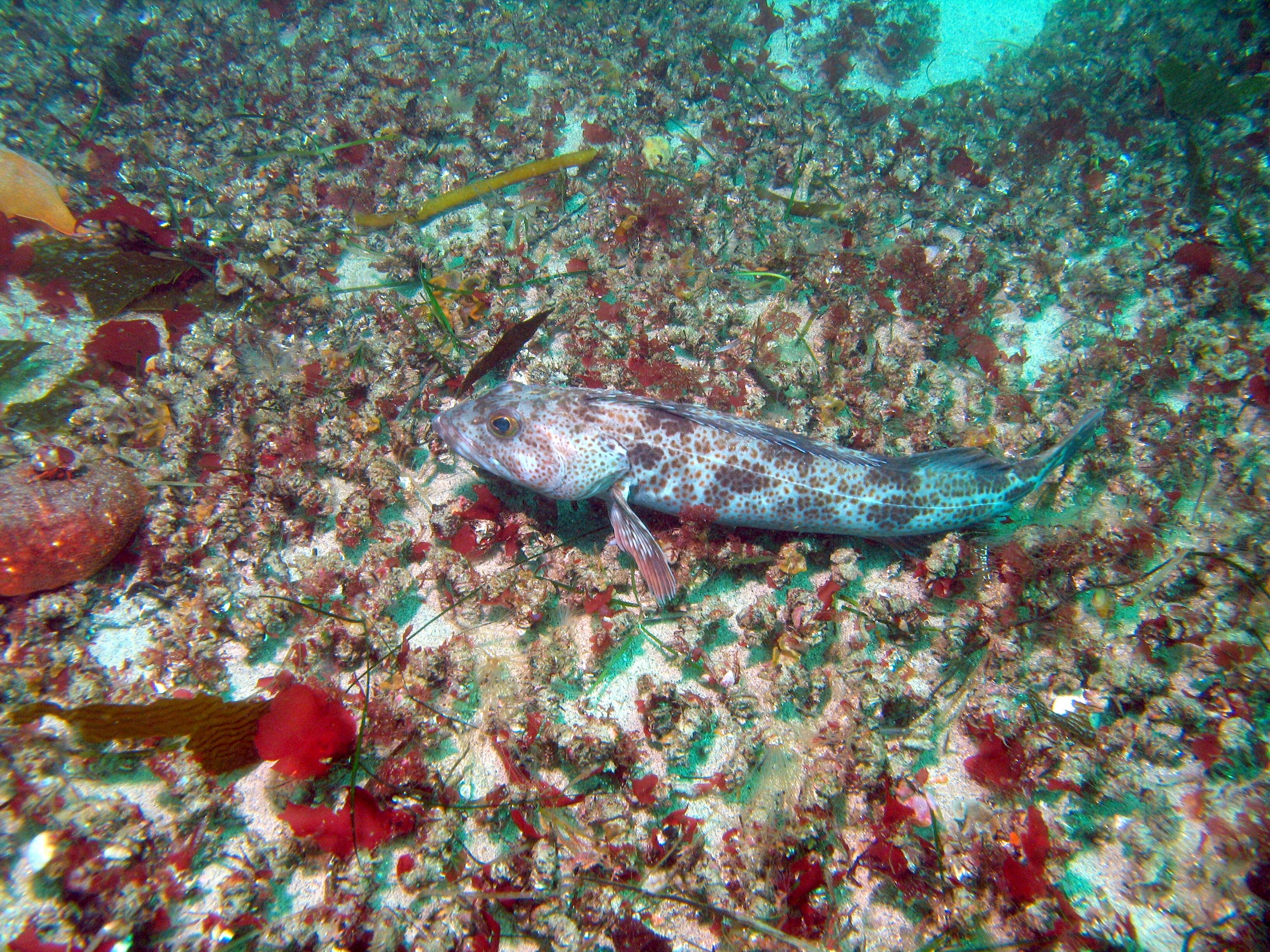 monastary, lingcod