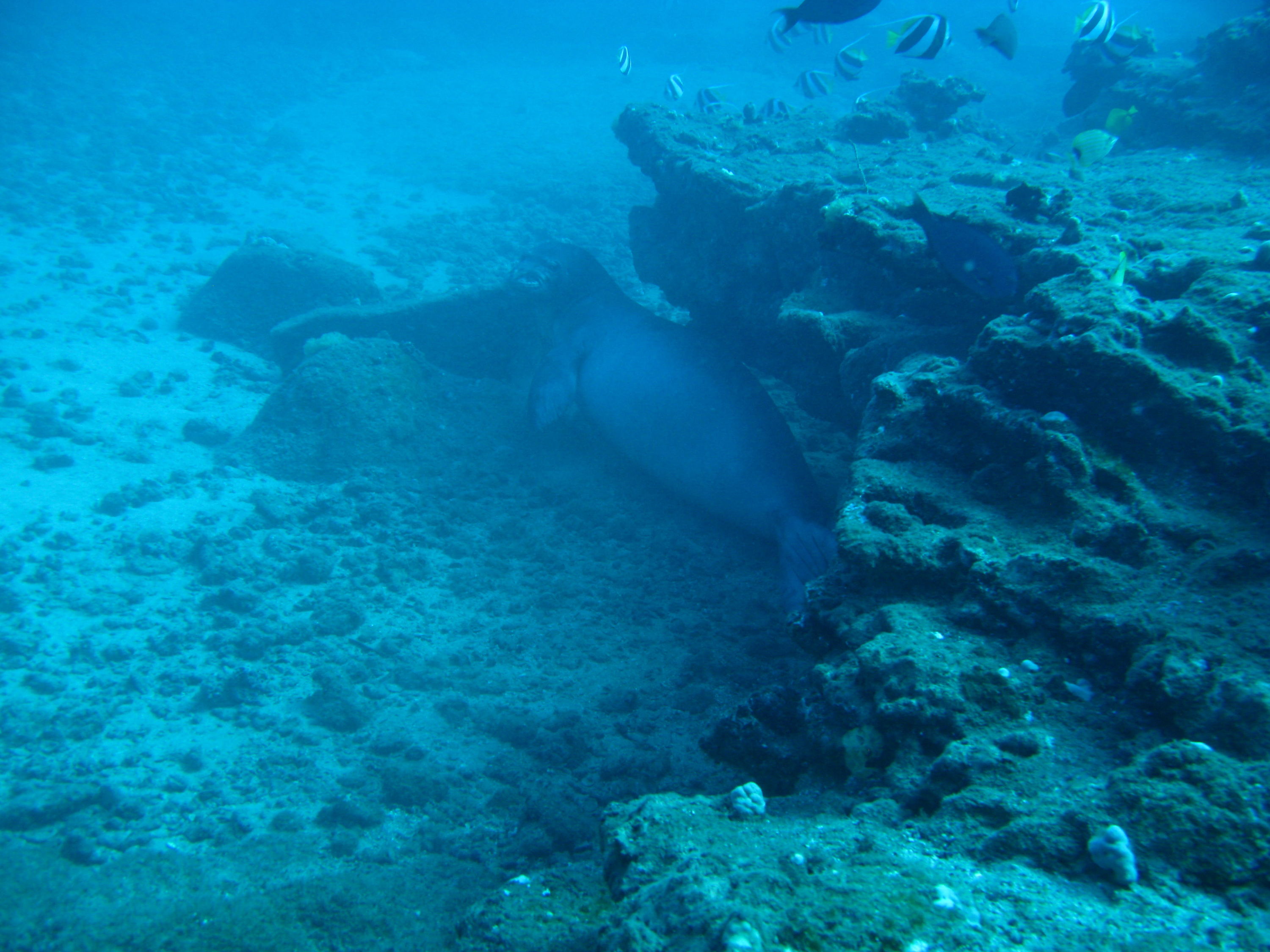 monk seal