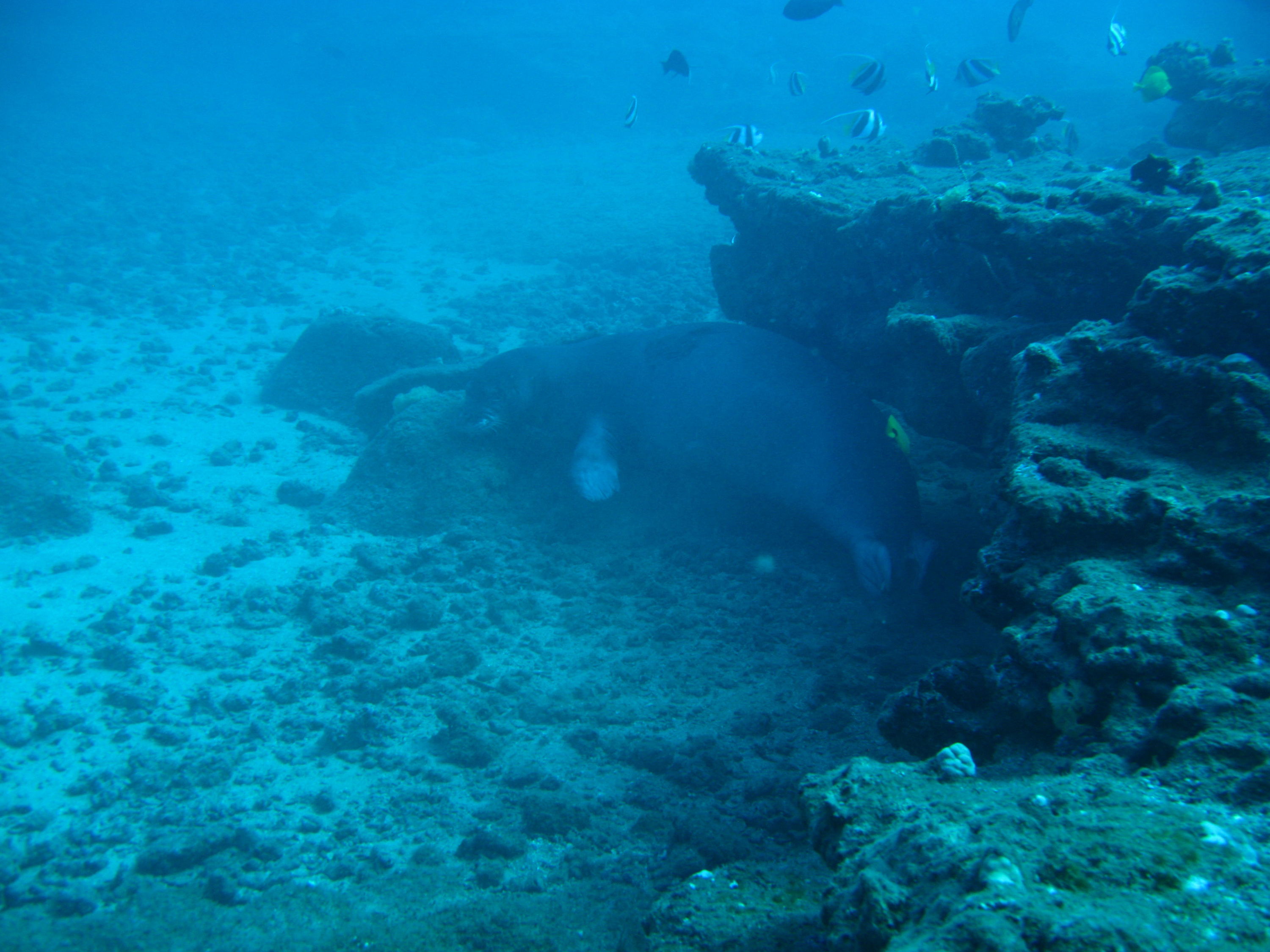 monk seal