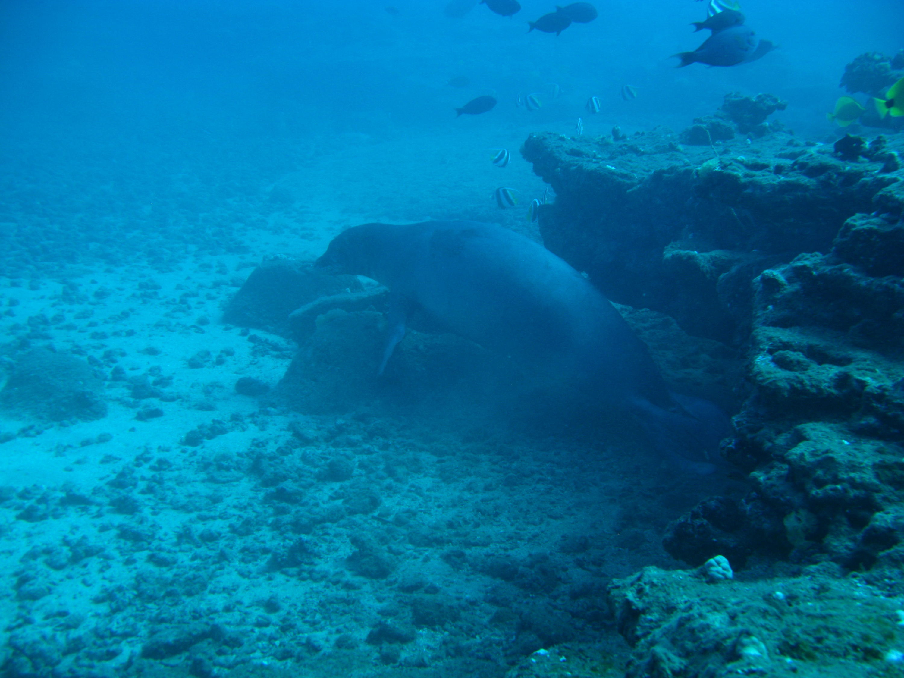 Monk Seal