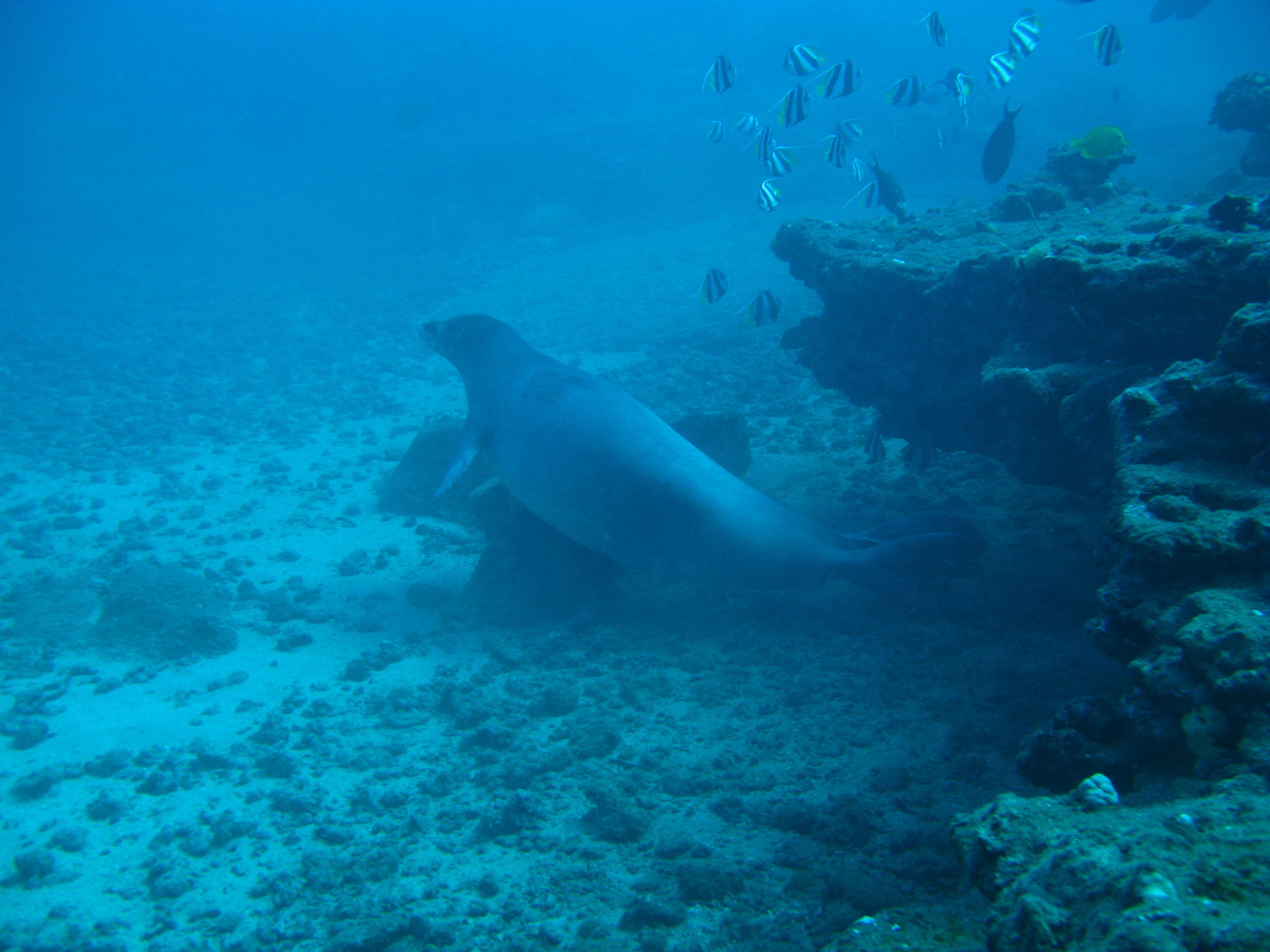 Monk Seal