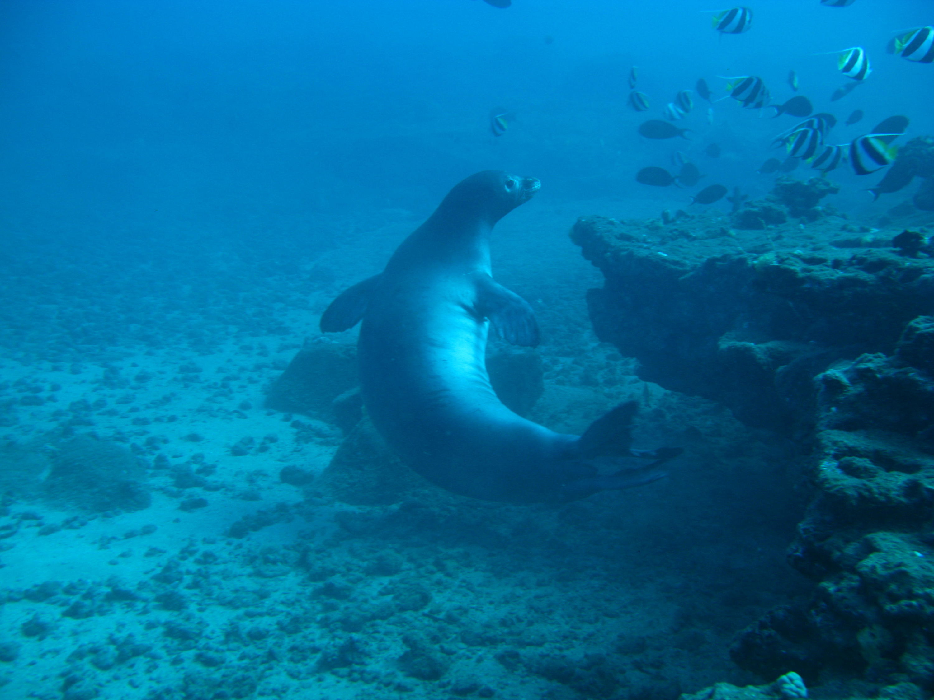 Monk Seal