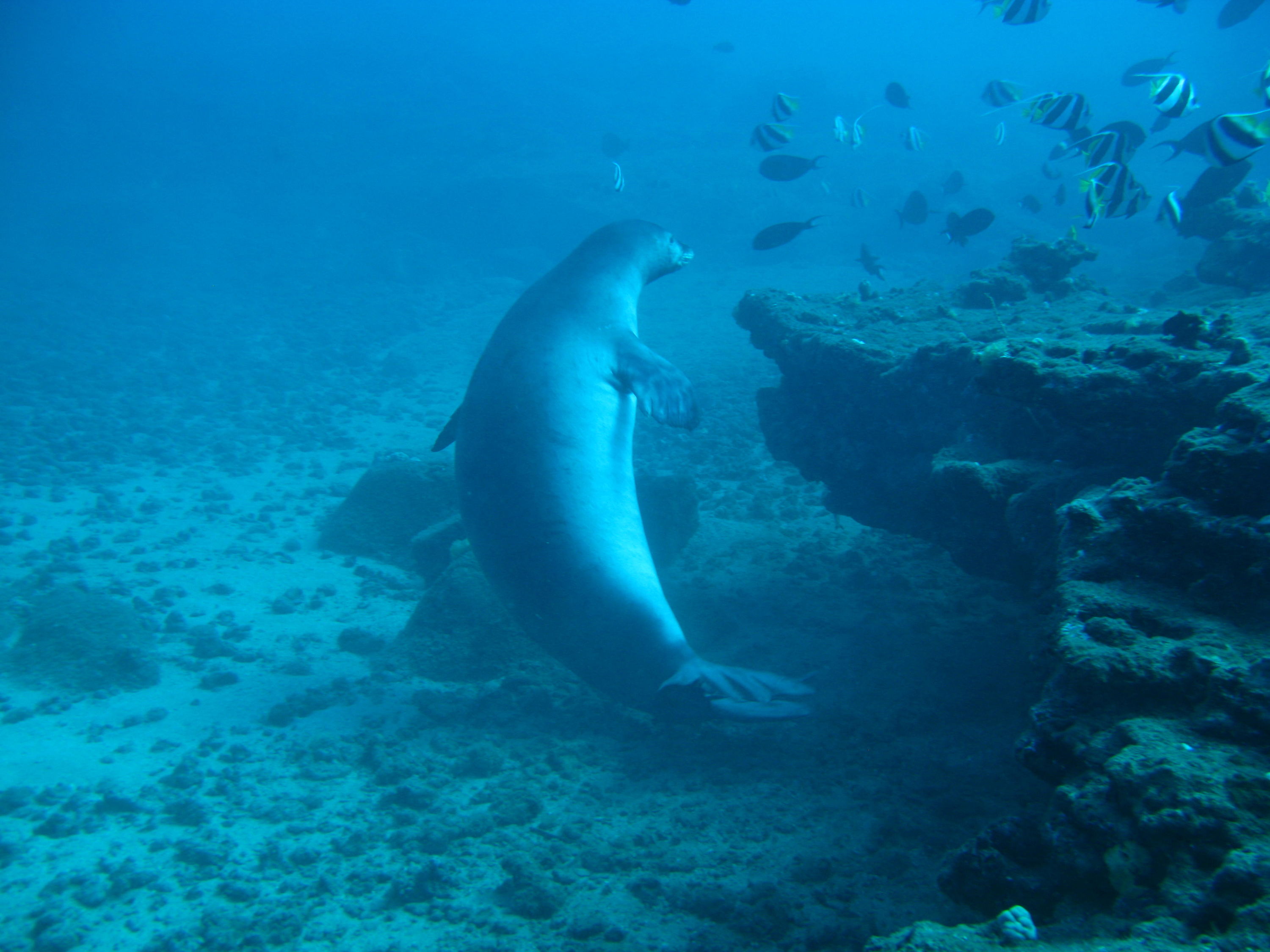 Monk Seal