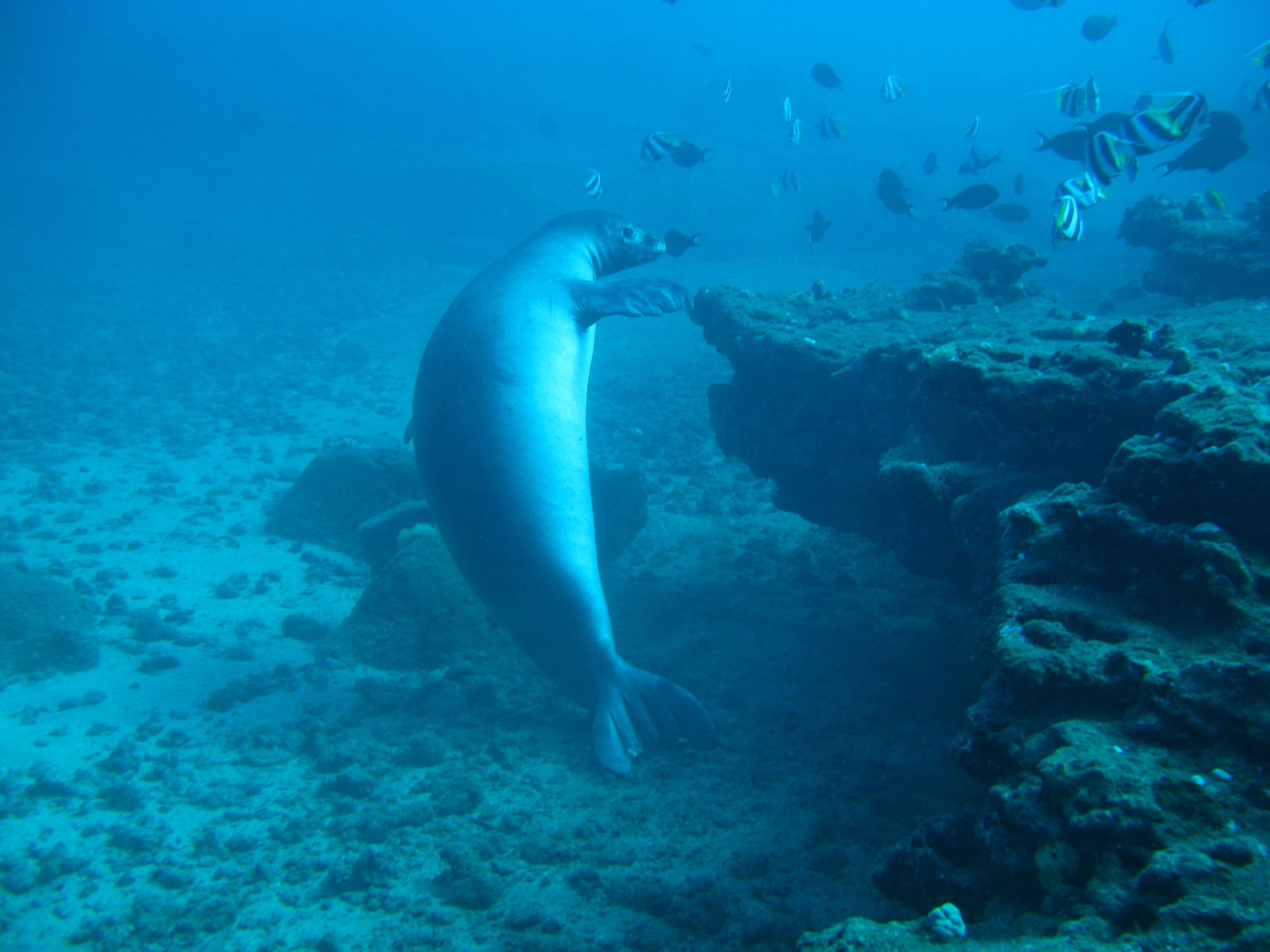 Monk Seal