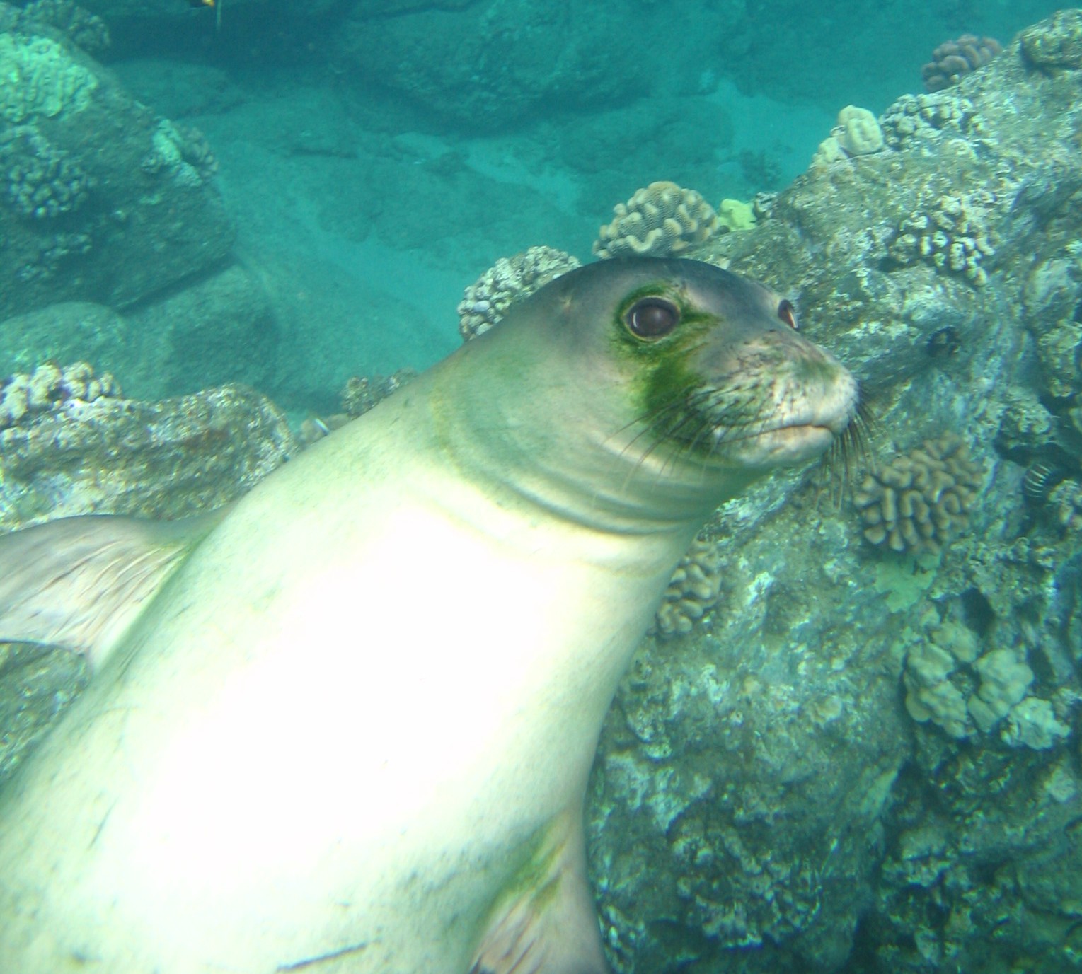 Monk_Seal_1
