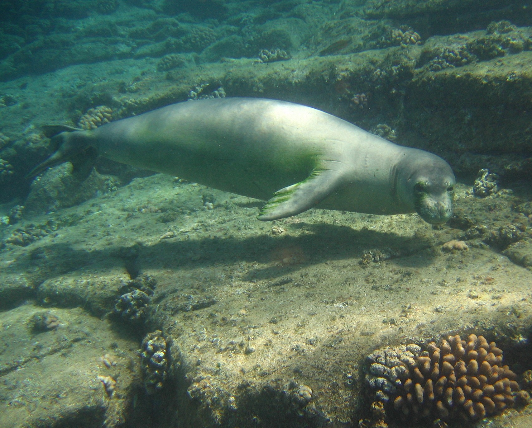Monk_Seal_3