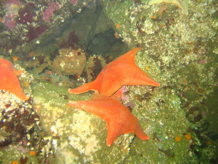 Monterey Breakwater 9.04.2010