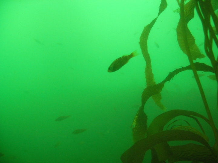 Monterey Breakwater 9.04.2010