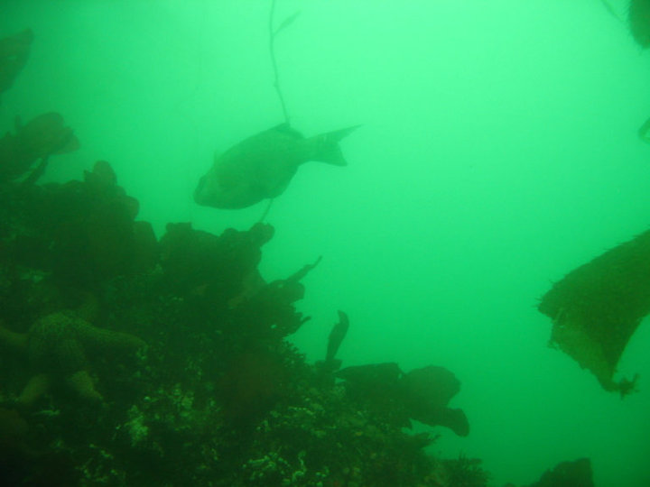 Monterey Breakwater 9.04.2010