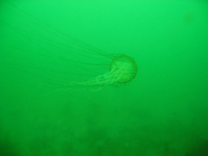 Monterey Breakwater 9.04.2010