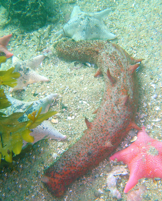 Monterey,CA Breakwater