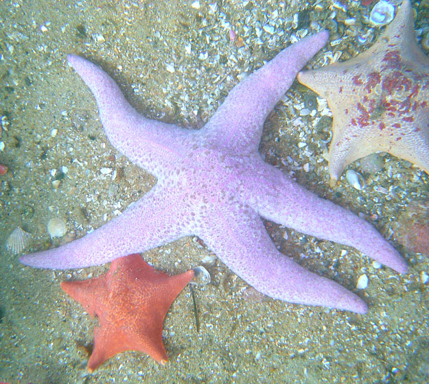 Monterey, CA Breakwater