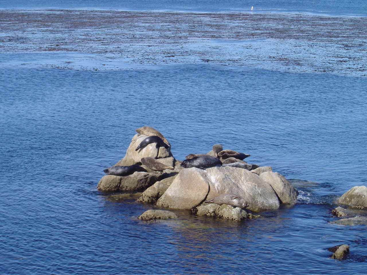 Monterey Harbor Seals