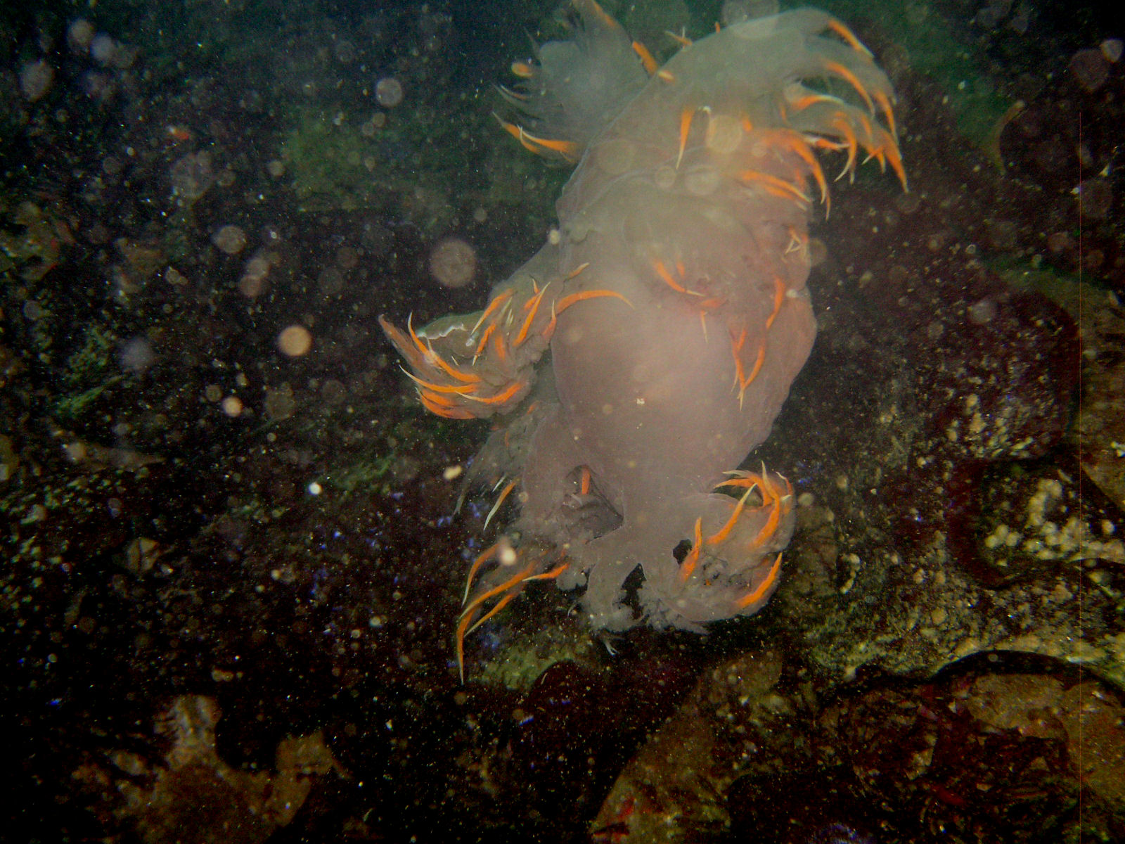 Monterey Nudibrach dancing ...