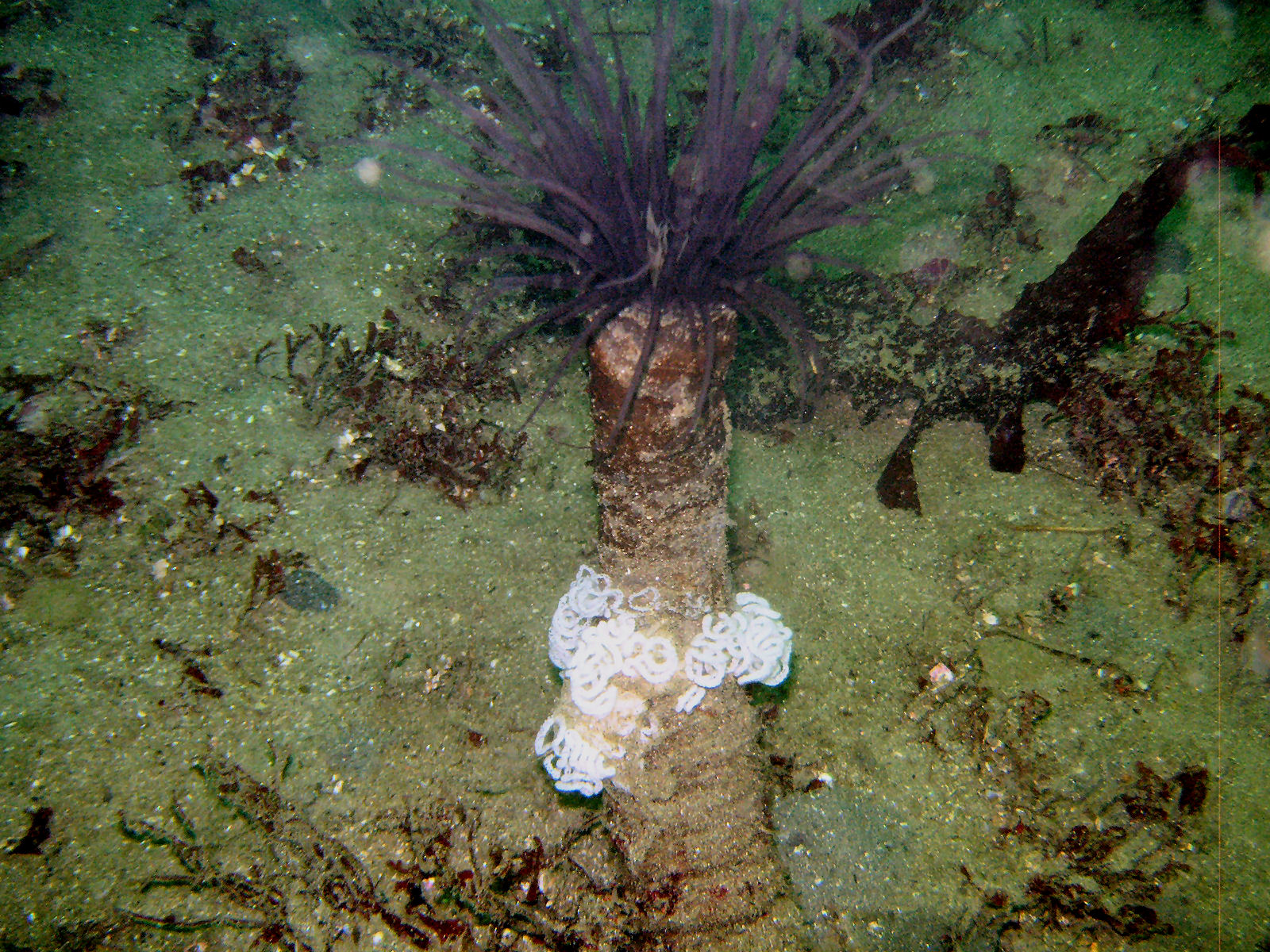 Monterey: Nudibrach eggs on an ??enemone??