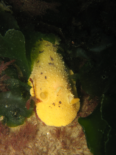 Monterey Sea Lemon