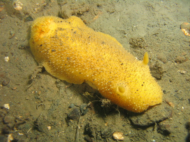 Monterey Sea Lemon