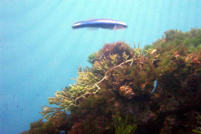 Moody Gardens Aquarium