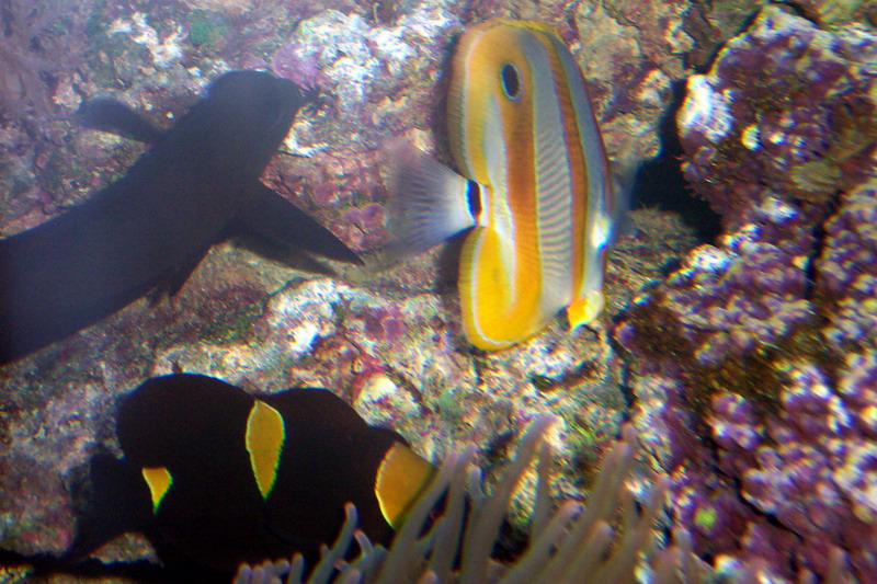 Moody Gardens Aquarium