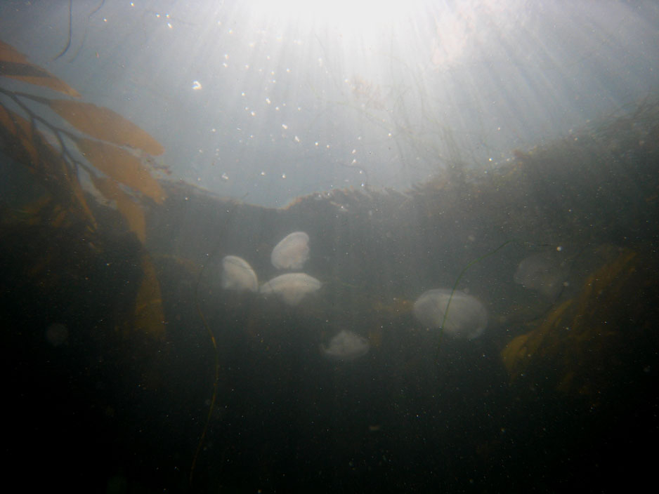 Moon jellies at Otter's Cove