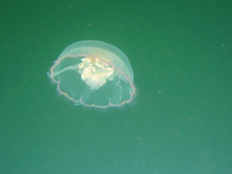 Moon Jelly