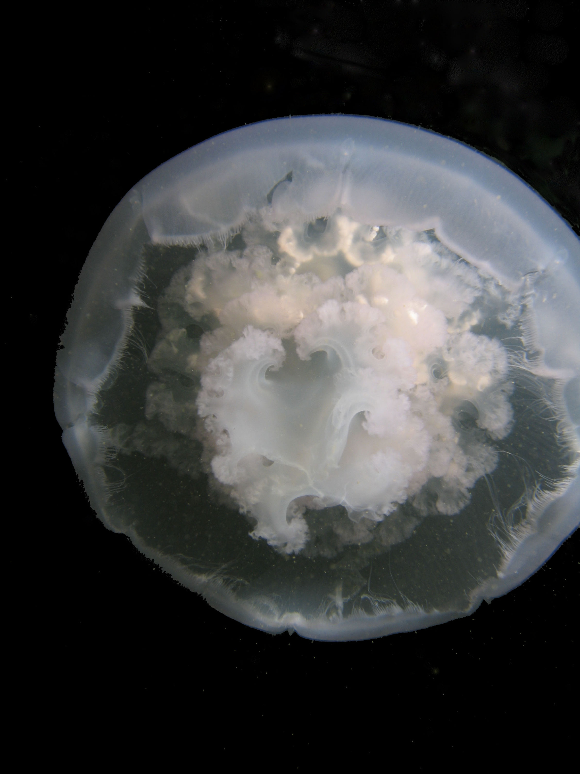 Moon Jelly