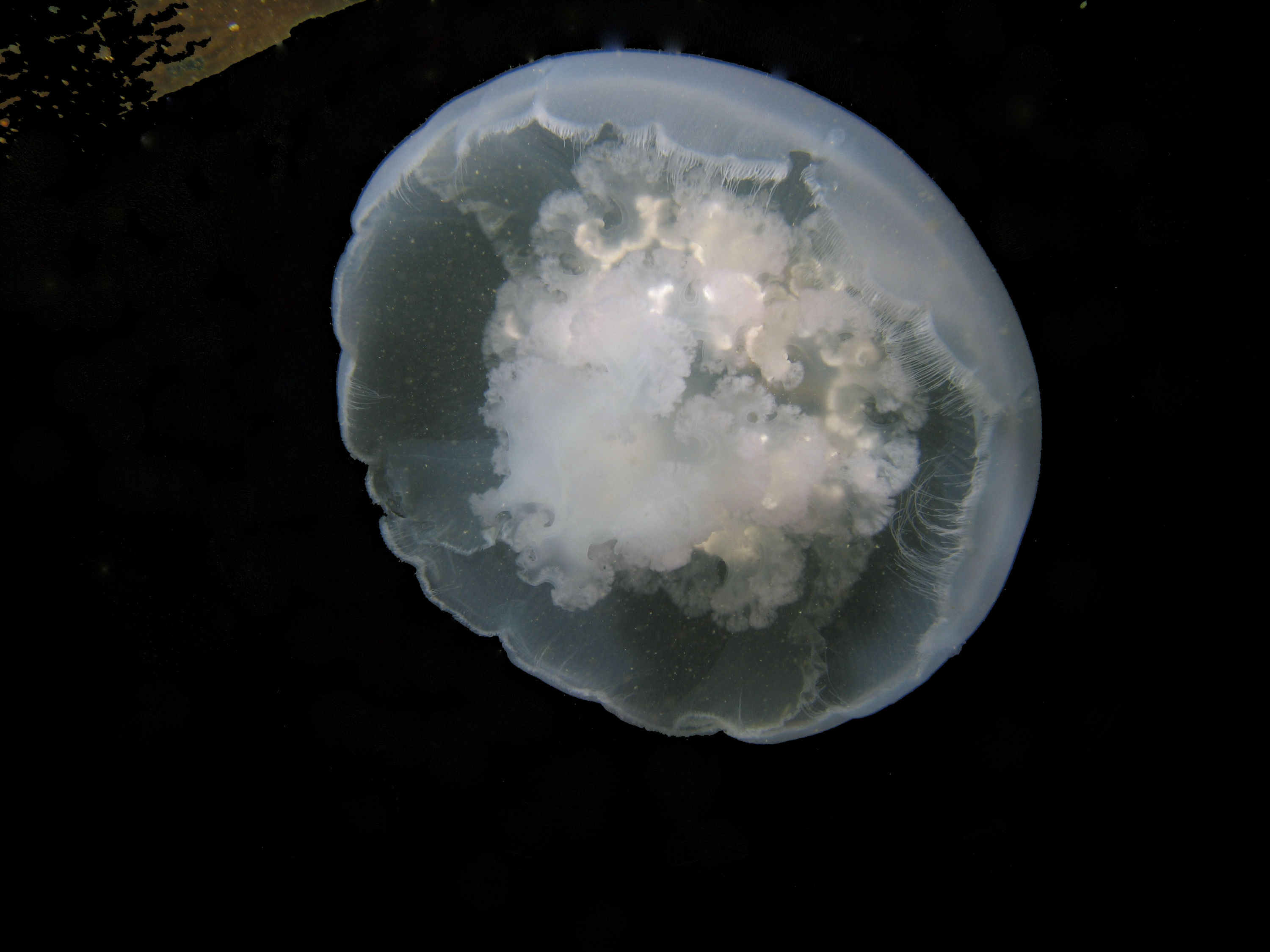 Moon Jelly