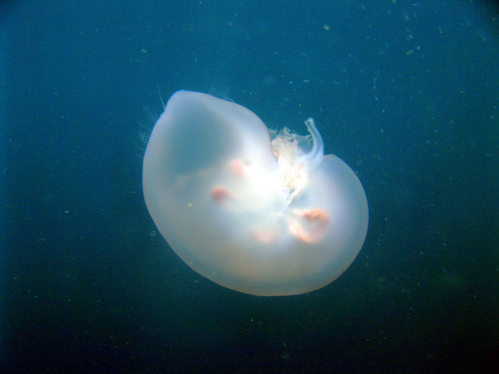 Moon Jelly