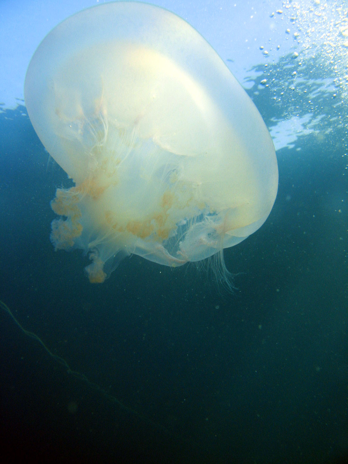 Moon Jelly