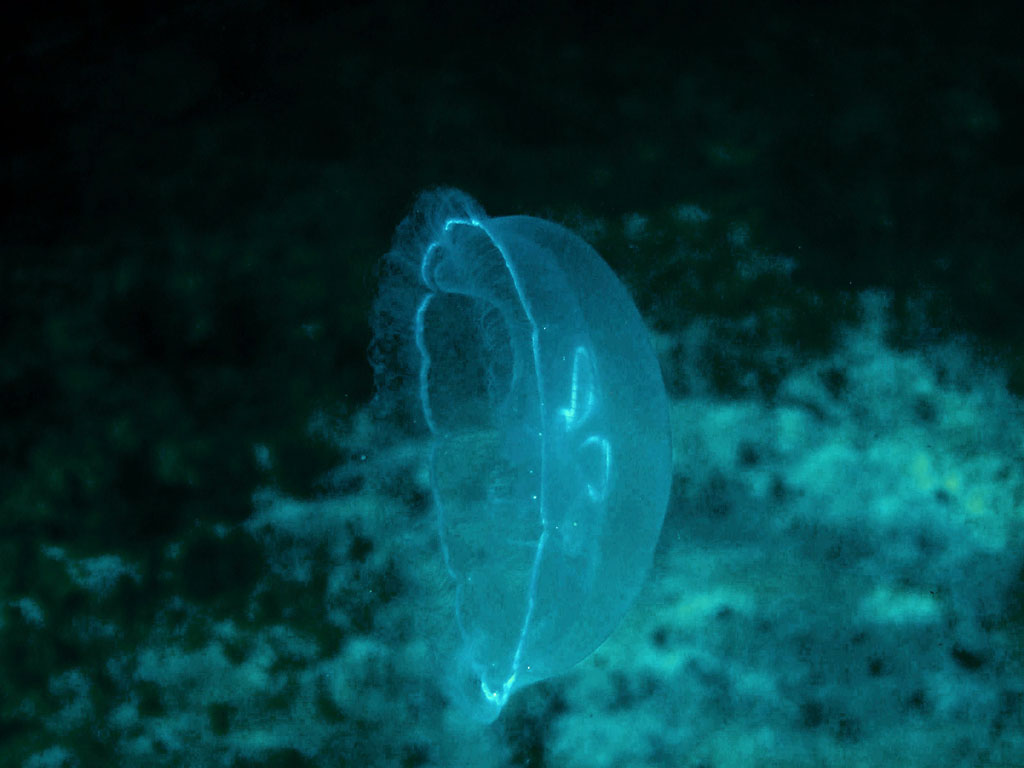 Moon Jelly