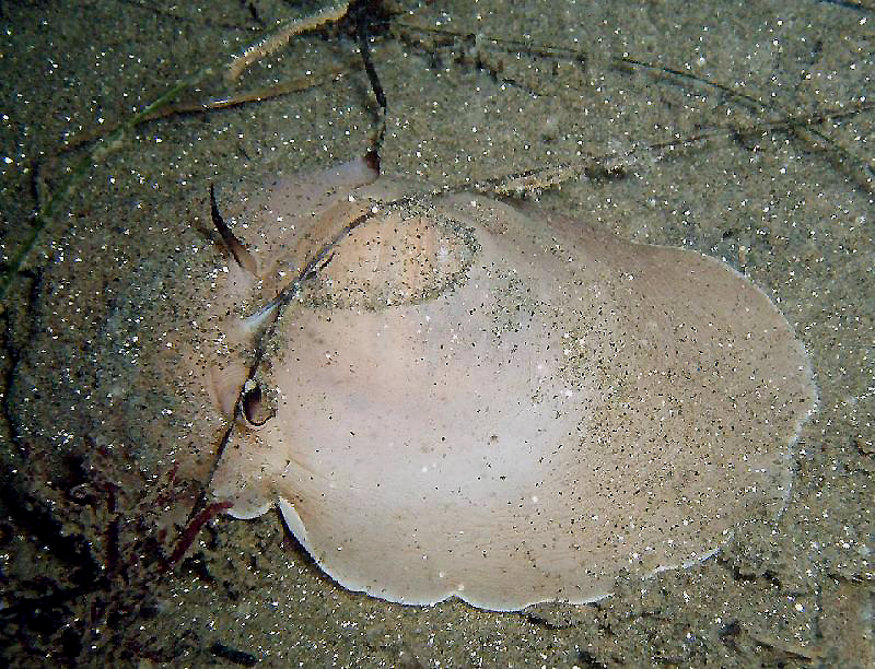 Moon Snail